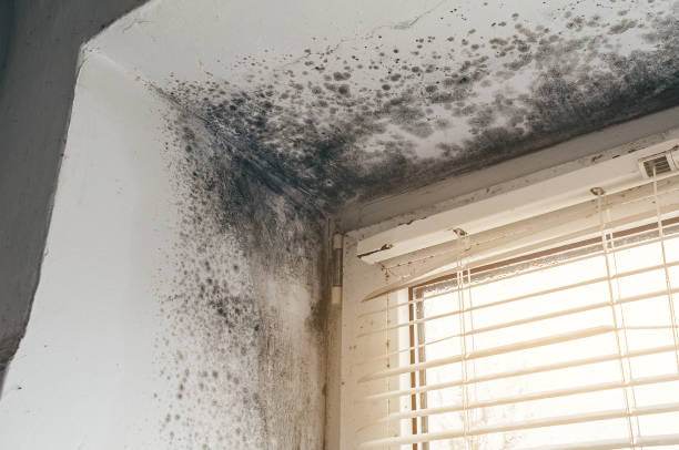 Affordable Hvac And Air Duct Mold Remediation solutions in Evans, CO